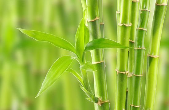 Cortina de bambú en las ventanas: rápida para colgar, fácil de cuidar