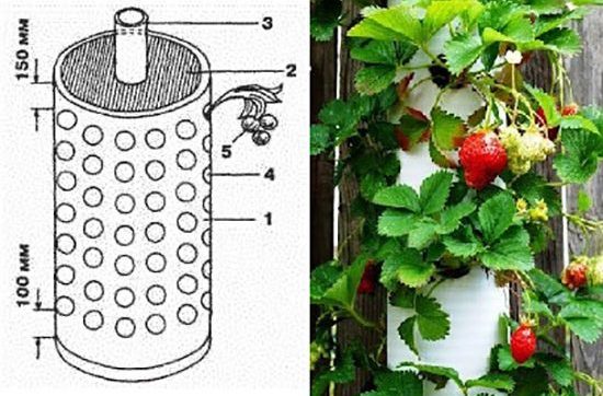Cultivar fresas en el balcón: consejos y trucos