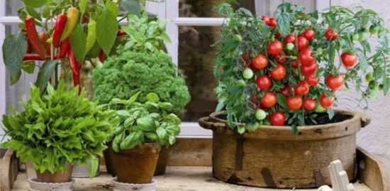 Cómo cultivar verduras en el balcón: un nuevo método