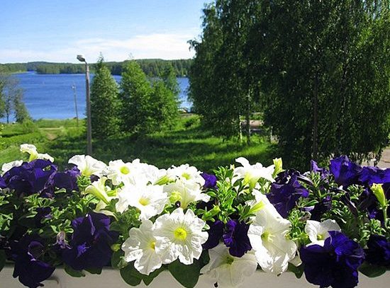 Flores para un balcón soleado. ¿Cómo y qué cultivar?