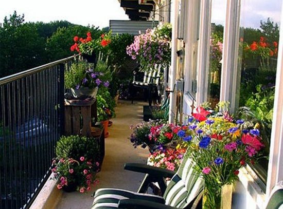 Hermosas flores de balcón: los primeros pasos para los jardineros principiantes
