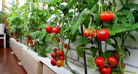 Lo más interesante en el cultivo de tomates en el balcón.