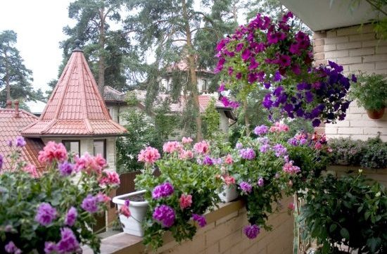 Plantas populares para el paisajismo del balcón. Las sutilezas de cada tipo