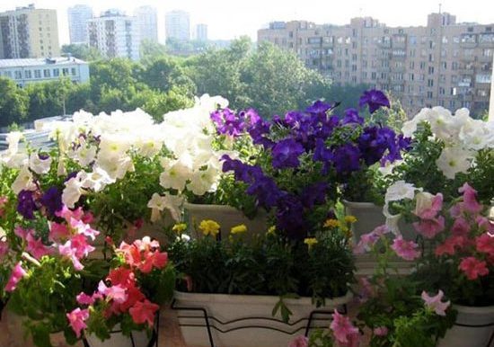 ¿Qué flores plantar en el balcón para el verano? - Respuesta experta