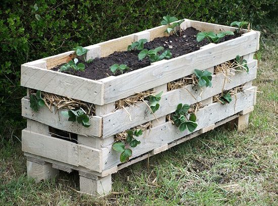 Una variedad de cajas para plantar fresas