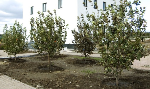 Árboles de gran Tamaño: ajardinar la parcela interior
