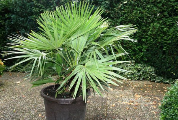 Cómo plantar una palmera en el sitio