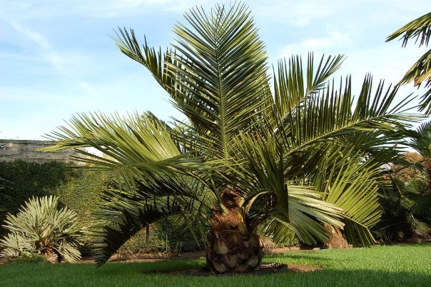 Cómo plantar una palmera en el sitio