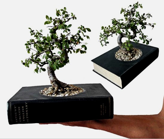 Árbol bonsái en un libro