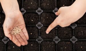 Preparación de semillas para la siembra de plántulas: etapas y métodos.