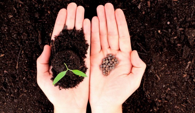 Preparación de semillas para la siembra de plántulas: etapas y métodos.