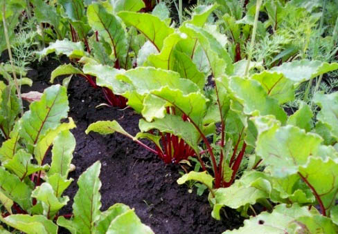¿Cómo y cuándo plantar remolacha?  Características de la siembra y el crecimiento.