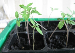 ¿Cómo cultivar plántulas de tomate en el alféizar de una ventana en casa?