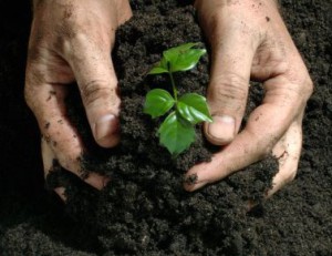 ¿Cómo y con qué fertilizar el suelo?  Fertilización, impacto en el suelo.