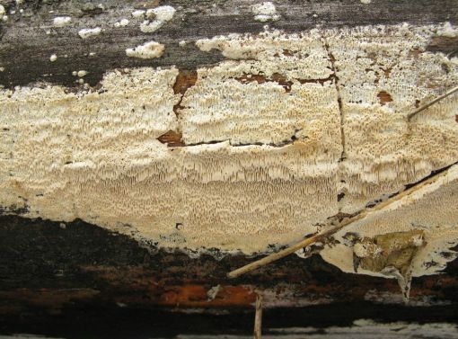 ¿Cómo deshacerse del moho y los hongos en las paredes?  Productos de tratamiento de paredes
