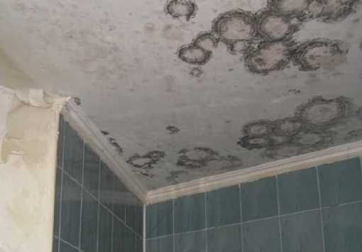 ¿Cómo deshacerse del moho y los hongos en las paredes?  Productos de tratamiento de paredes