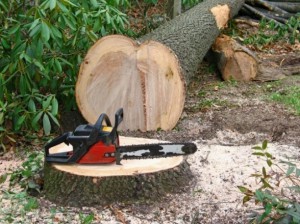 Cómo cortar un árbol correctamente: ¿puedes hacerlo tú mismo y adónde ir?
