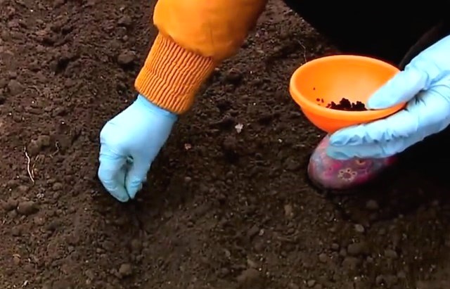 Cómo plantar cebollas en la cabeza en primavera: preparación, siembra, cuidado.