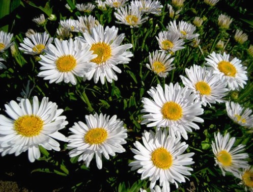 Flores blancas: fotos y nombres.  Elegir plantas con flores blancas para el jardín.