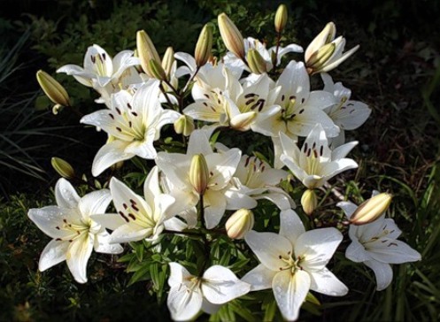 Flores blancas: fotos y nombres.  Elegir plantas con flores blancas para el jardín.