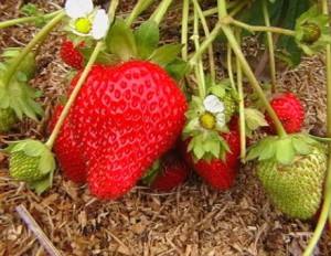 Fresas remontantes (fresas): variedades, especialmente cultivo, plantación y cuidado.