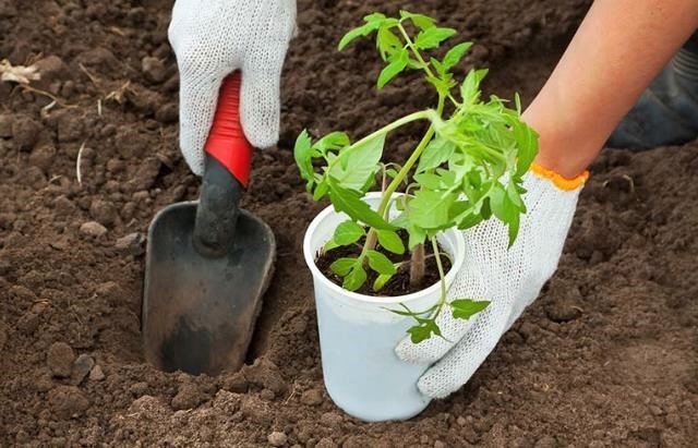 Cuándo plantar tomates, pepinos y pimientos al aire libre: términos y condiciones