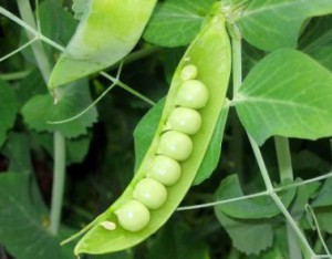 ¿Cuándo y cómo plantar guisantes?  Plantar y cultivar guisantes
