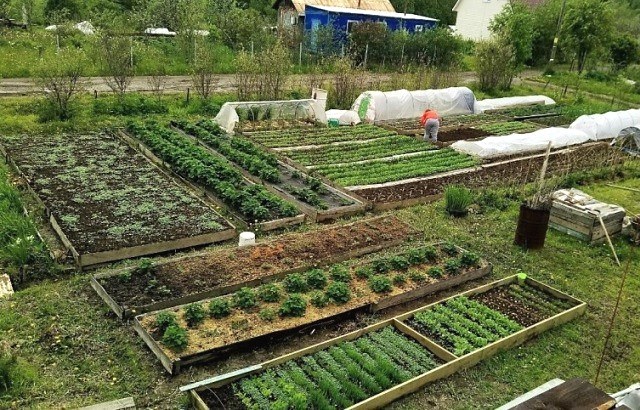 Cuándo plantar tomates, pepinos y pimientos al aire libre: términos y condiciones