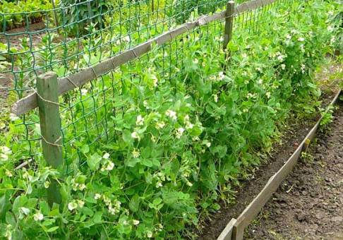 ¿Cuándo y cómo plantar guisantes?  Plantar y cultivar guisantes