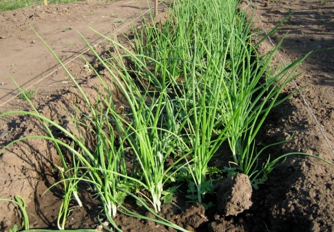¿Cuándo y cómo plantar cebollas?  Plantar y cultivar conjuntos de cebollas.