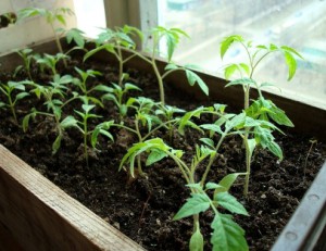 Cuándo plantar plántulas de pimiento, tomate, pepino, berenjena, repollo.