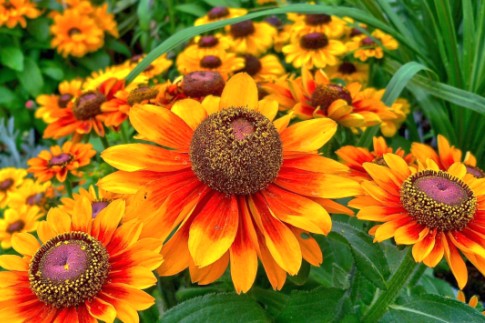 Hermosas flores para una residencia de verano, foto.  ¿Qué flores plantar en el campo?