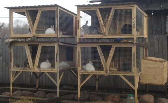 La cría de conejos en el campo.  ¿Cómo hacer una jaula para conejos de bricolaje?