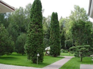 Árboles de gran tamaño (árboles de gran tamaño): variedades, características de plantación, precios