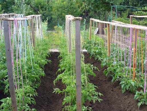 Plantar y cultivar al aire libre: pepinos, tomates, pimientos, repollo y otras verduras.