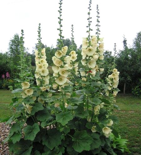 Malva (malva, rosa común): cultivo y cuidado de una flor