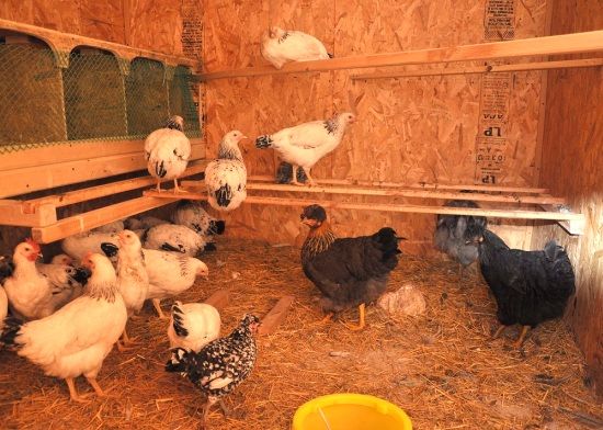Mini gallinero de bricolaje para 10-20 pollos: cómo construir, instrucciones y diagramas