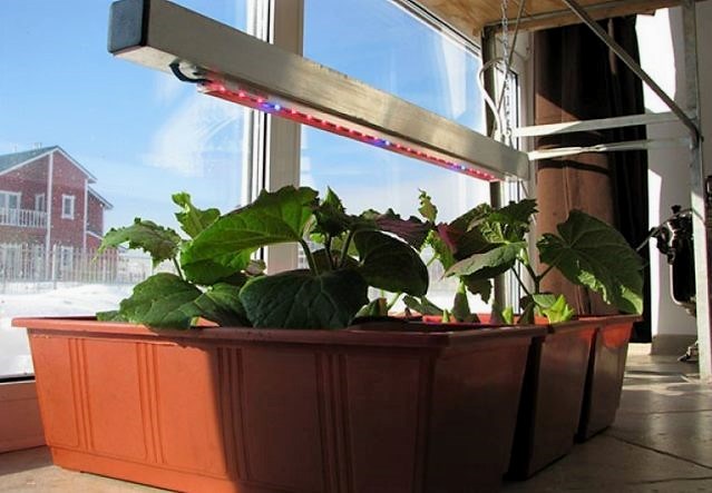 ¿Es posible cultivar pepinos en el alféizar de una ventana o balcón en invierno?