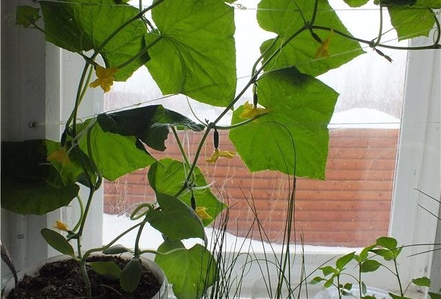 ¿Es posible cultivar pepinos en el alféizar de una ventana o balcón en invierno?