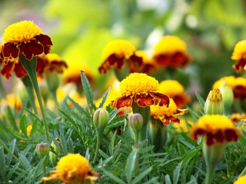 Flores de bajo crecimiento para macizos de flores: anuales y perennes