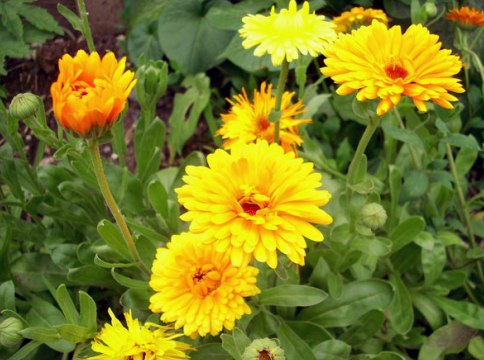 Flores de bajo crecimiento para macizos de flores: anuales y perennes