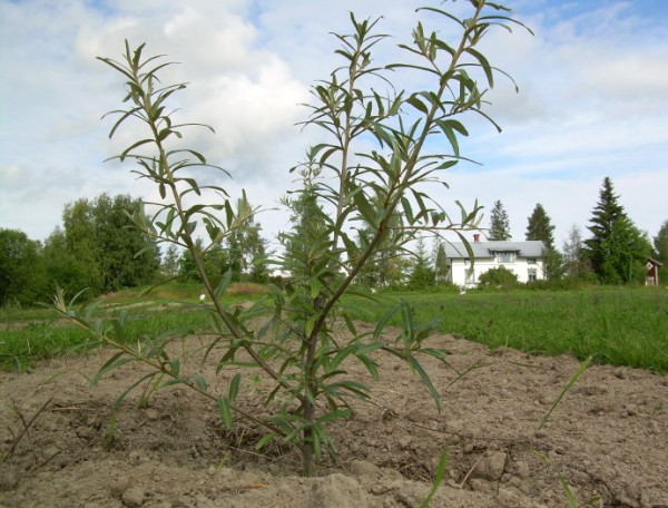 Espino amarillo: variedades, cultivo y cuidado, cuándo y cómo plantar.