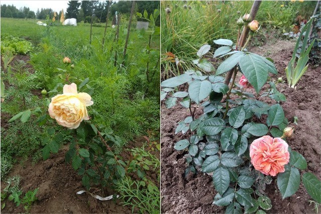 Poda y cobertura de rosas para el invierno: instrucción fotográfica de un jardinero experimentado