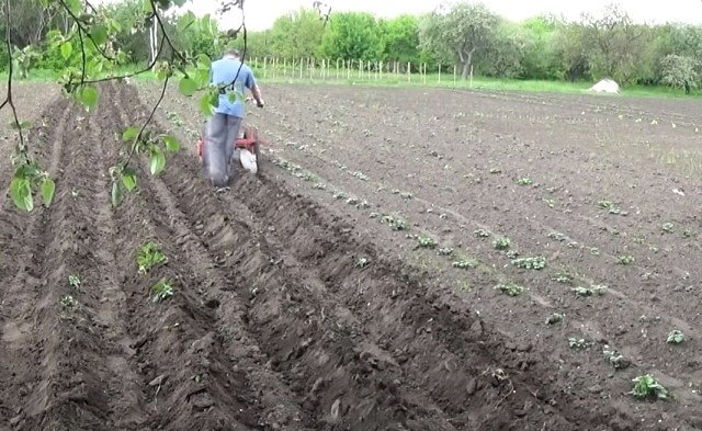 Aporque de patatas con tractor a pie: justificación agrotécnica y matices del proceso