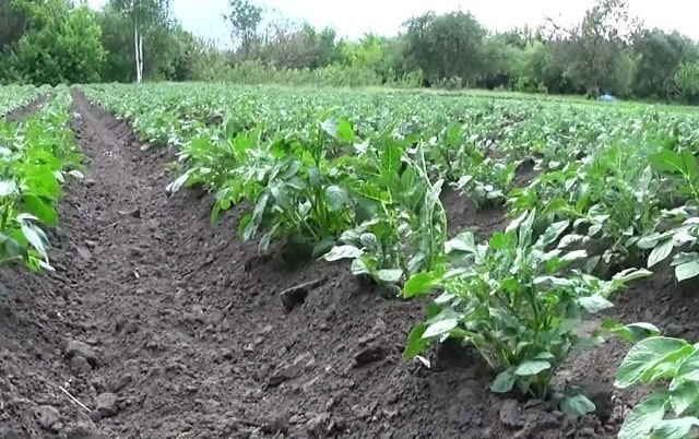 Aporque de patatas con tractor a pie: justificación agrotécnica y matices del proceso