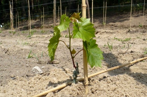 Plantar uvas en primavera: preparación adecuada de esquejes y plantación de plántulas.