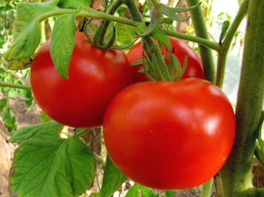 Plantar y cultivar al aire libre: pepinos, tomates, pimientos, repollo y otras verduras.