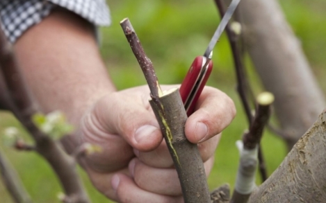 Injertar árboles frutales es la mejor forma.  ¿Cómo plantar árboles correctamente?