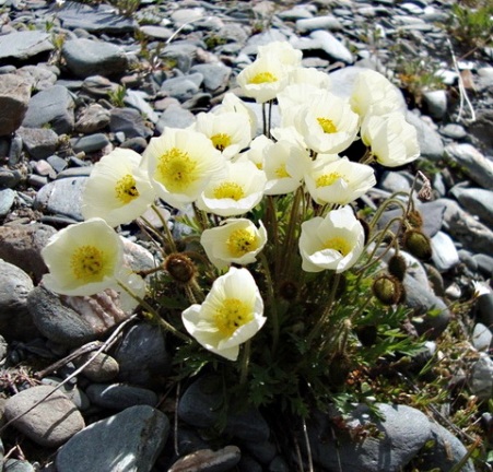 Plantas y flores para el tobogán alpino