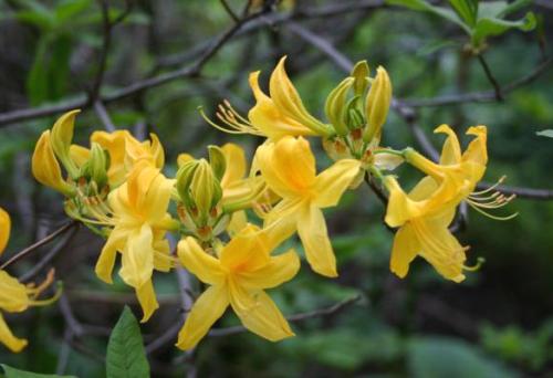 Rododendro: fotos de variedades de arbustos, plantación, cultivo y cuidado.